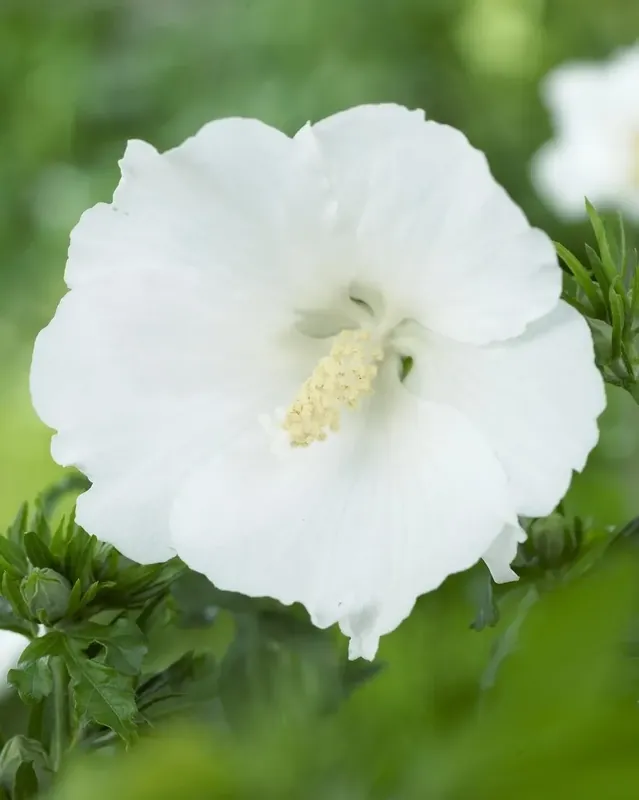 Online kopen | Altheastruik (Hibiscus syriacus ‘William R. Smith‘)