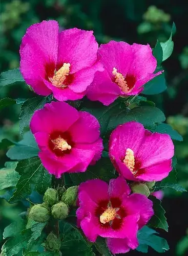 Veilig winkelen - Altheastruik (Hibiscus syriacus ‘Russian Violet‘)