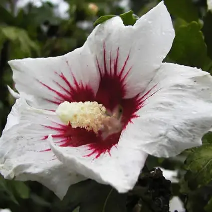 Altheastruik (Hibiscus syriacus ‘Monstrosus‘) | Nu beschikbaar