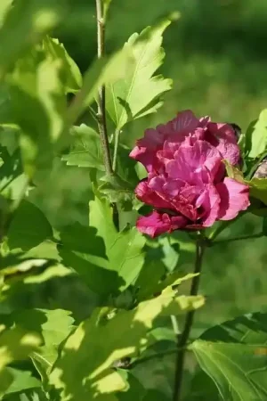Altheastruik (Hibiscus syriacus ‘Duc de Brabant‘) - Scherp geprijsd