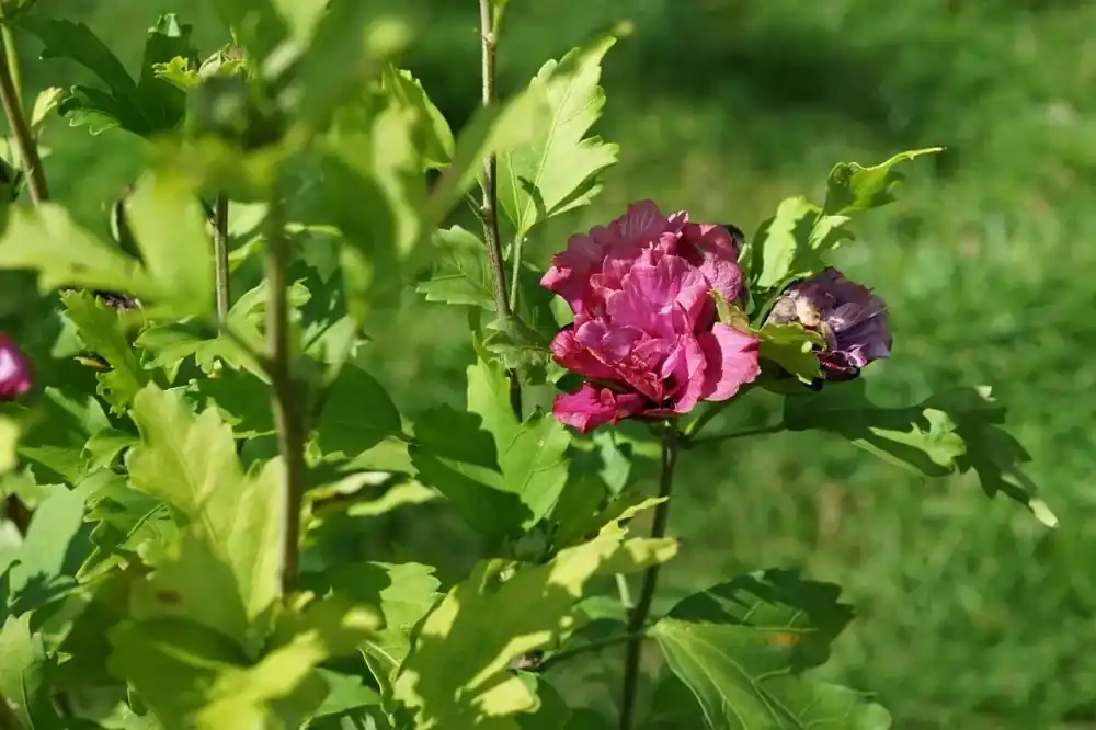 Altheastruik (Hibiscus syriacus ‘Duc de Brabant‘) - Scherp geprijsd