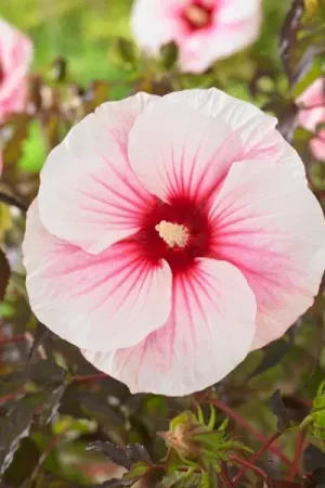 Altheastruik (Hibiscus moscheutos ‘Carousel Pink Candy‘) - Expreslevering