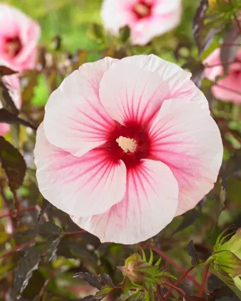 Altheastruik (Hibiscus moscheutos ‘Carousel Pink Candy‘) - Expreslevering