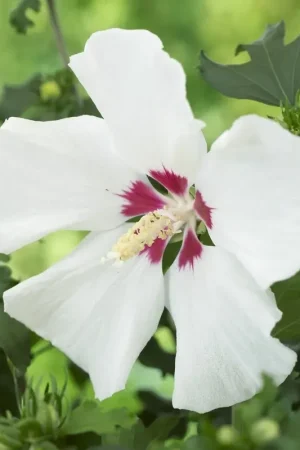 Altheastruik op stam (Hibiscus syriacus ‘Red Heart‘) | Topprijs