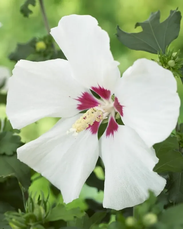 Altheastruik op stam (Hibiscus syriacus ‘Red Heart‘) | Topprijs