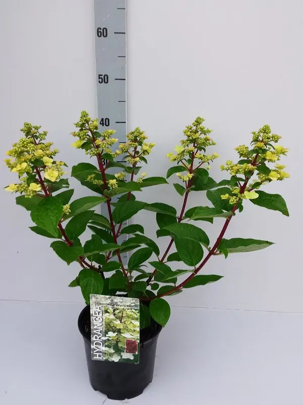 Snelle verzending - Pluimhortensia (Hydrangea paniculata ‘Wim‘s Red‘)