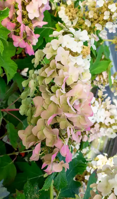 Eikenbladhortensia (Hydrangea quercifolia ‘Ruby Slippers‘) | Alleen vandaag