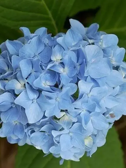 Hortensia blauw (Hydrangea ‘Forever&Ever‘) | Sale
