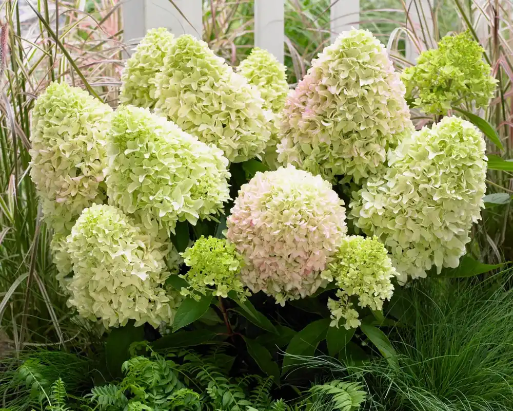 Speciale deal - Pluimhortensia kopen? Hydrangea paniculata Little Fresco