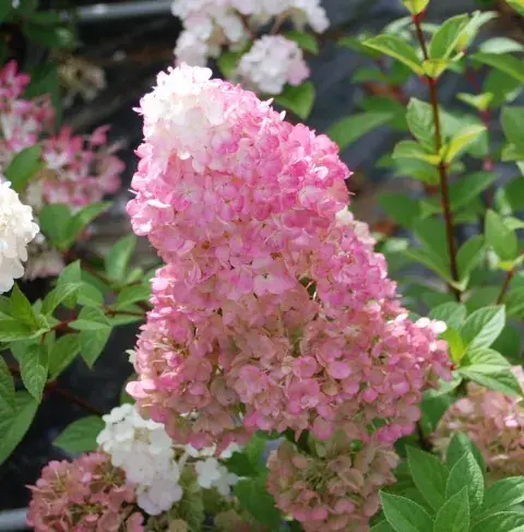 Extra korting | Pluimhortensia (Hydrangea paniculata ‘Sundae Fraise‘)