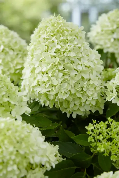 Pluimhortensia (Hydrangea paniculata ‘Little Spooky‘) | Snelle verzending