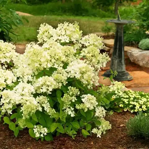 Meest verkocht - Pluimhortensia (Hydrangea paniculata ‘Bombshell‘)