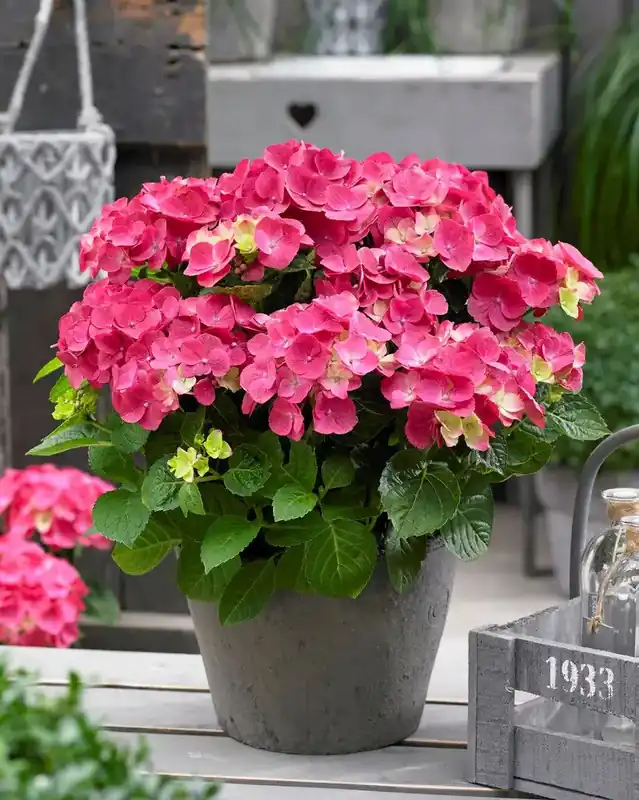 Hortensia rood (Hydrangea ‘Forever&Ever‘) - Bestseller