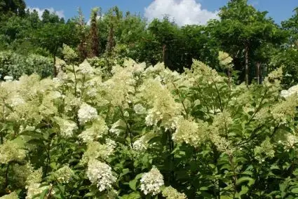 Rechtstreeks van de fabrikant - Pluimhortensia (Hydrangea paniculata ‘Phantom‘)