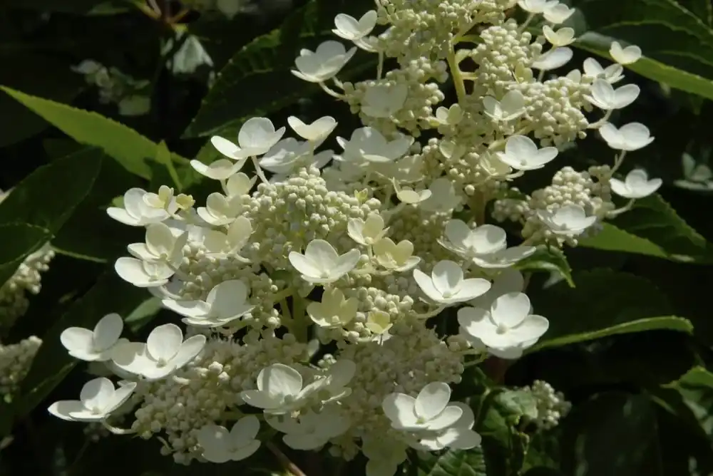 Pluimhortensia (Hydrangea paniculata ‘Dharuma‘) - Verlaagde prijs