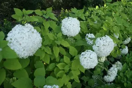 Fabrieksprijs | Hortensia (Hydrangea arborescens ‘Grandiflora‘)