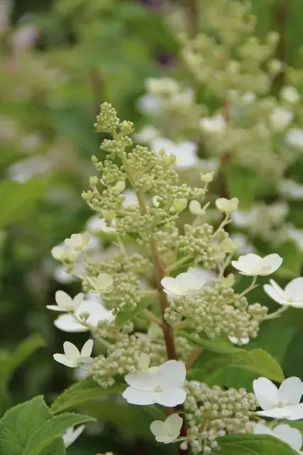 Pluimhortensia (Hydrangea paniculata ‘Pink Diamond‘) | Klantfavoriet