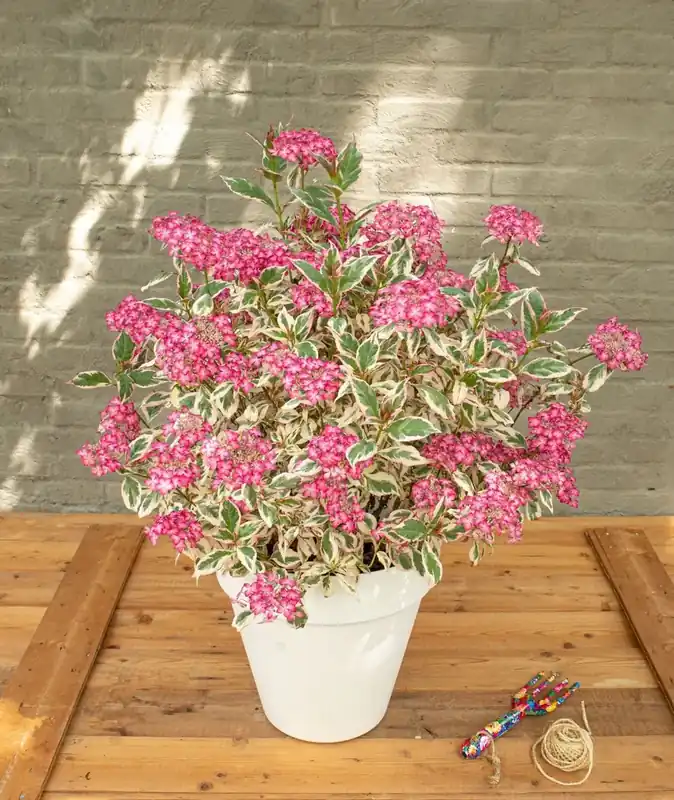 Voordeelprijs | Hortensia (Hydrangea serrata ‘Euphoria‘)