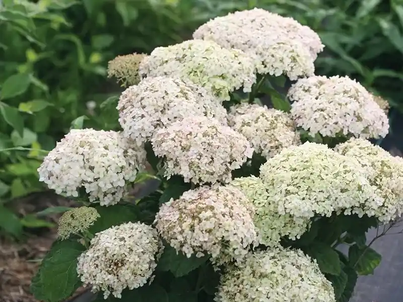 Hortensia (Hydrangea ‘BellaRagazza Blanchetta‘) | Snelle levering