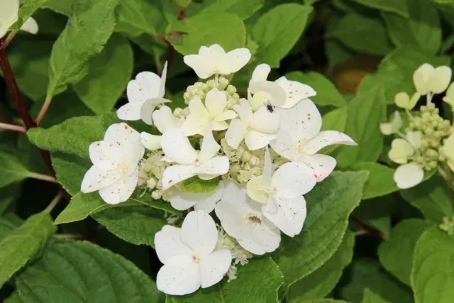 Online kopen | Pluimhortensia (Hydrangea paniculata ‘Dart‘s little Dot‘)