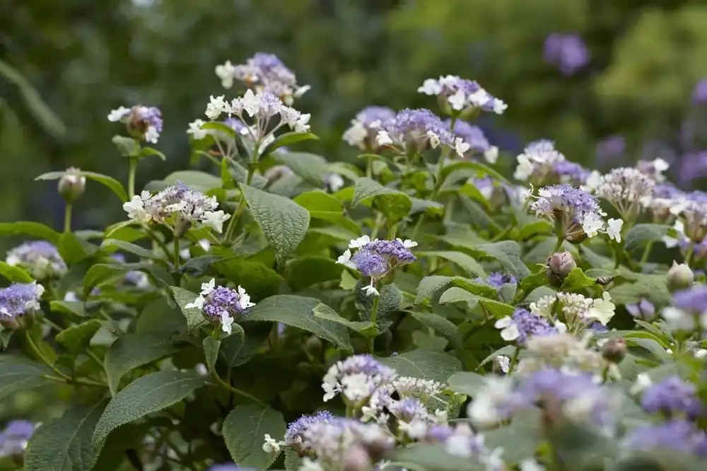 Nu beschikbaar | Hortensia (Hydrangea involucrata)
