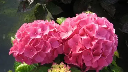 Professionele kwaliteit | Hortensia (Hydrangea ‘Preziosa‘)