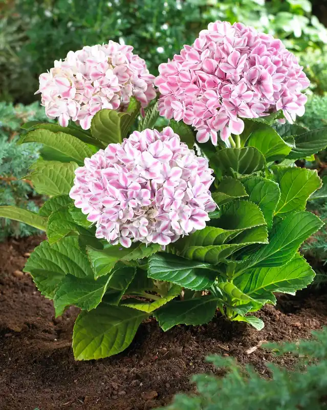 Hortensia (Hydrangea ‘Peppermint‘) - Premiumkwaliteit