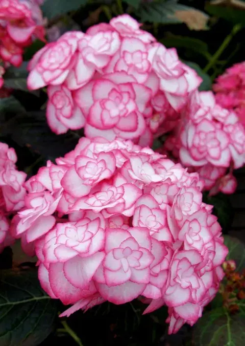 Pak je kans | Hortensia (Hydrangea macrophylla ‘Miss Saori‘)