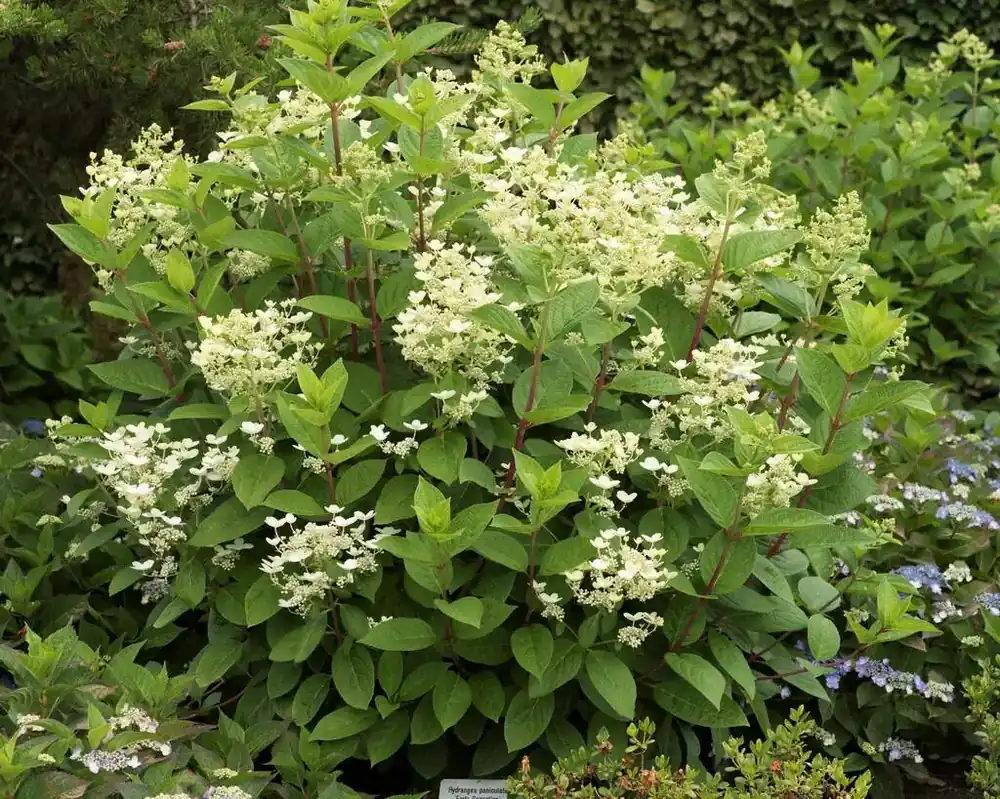Nieuw gelanceerd - Pluimhortensia (Hydrangea paniculata ‘Early Sensation‘)