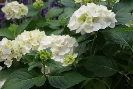 Slechts tijdelijk | Hortensia (Hydrangea ‘Endless Summer The Bride‘)