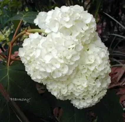 Eikenbladhortensia (Hydrangea quercifolia ‘Harmony‘) - Voorraad bijna op