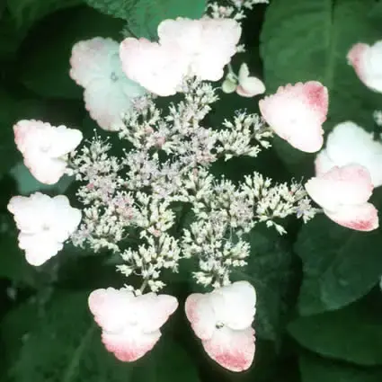 Nieuwe release - Hortensia (Hydrangea serrata ‘Intermedia‘)