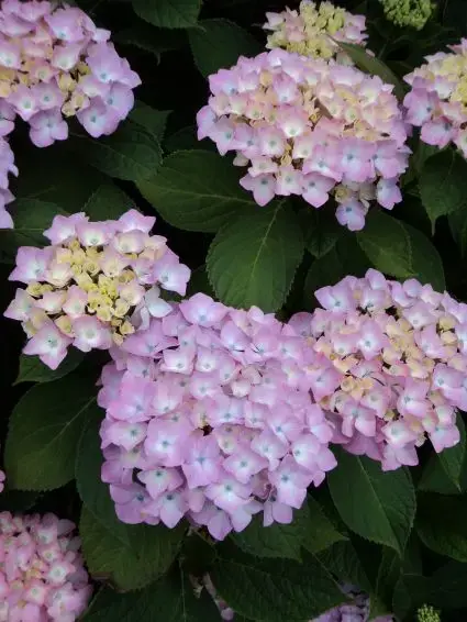 Op voorraad - Hortensia (Hydrangea ‘Endless Summer‘ roze)