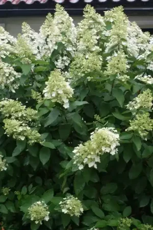 Wiite pluimhortensia online kopen en bestellen Directplant - Direct bestellen