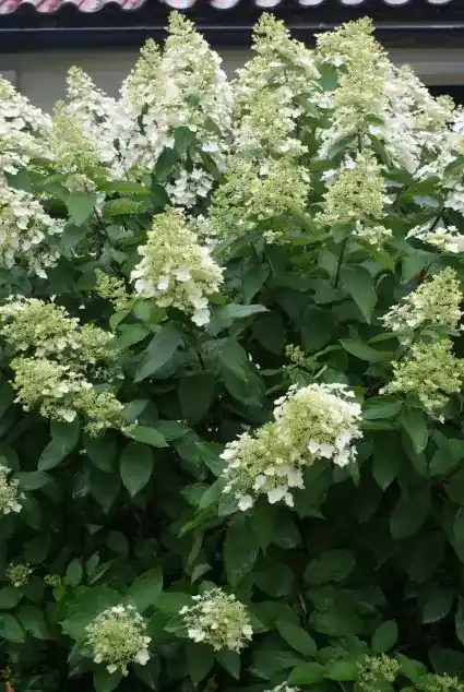 Wiite pluimhortensia online kopen en bestellen Directplant - Direct bestellen