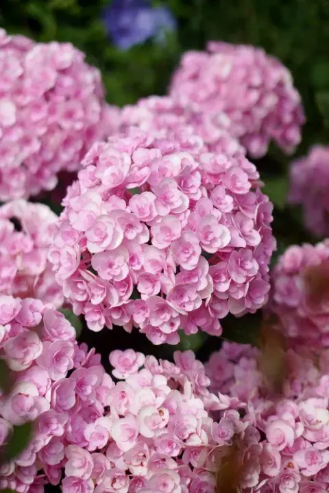 Nieuw in de shop | Hortensia (Hydrangea macrophylla ‘Love‘)