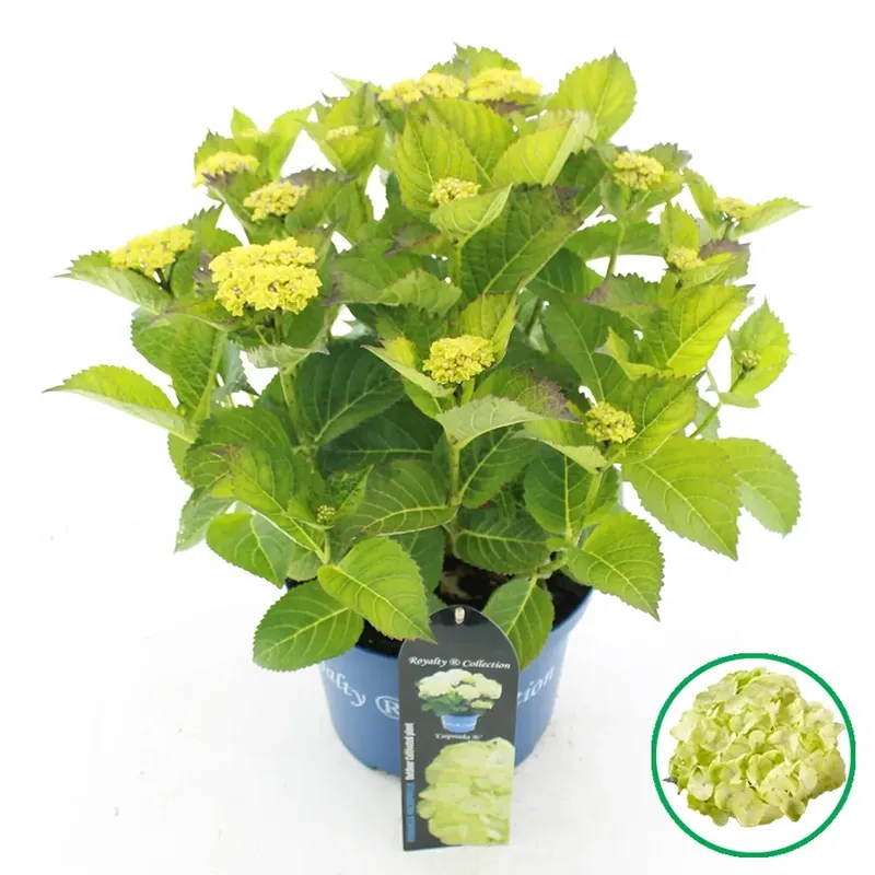 Veilig winkelen | Hortensia ‘Caipirinha‘ (Hydrangea ‘Royalty Collection‘)