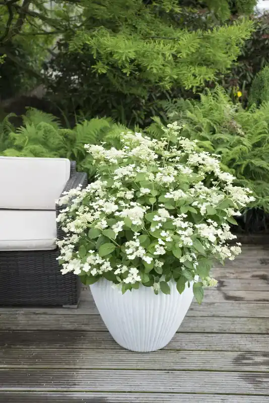 Zolang de voorraad strekt - Hortensia (Hydrangea ‘Prim White‘)