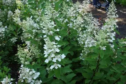 Direct beschikbaar - Pluimhortensia (Hydrangea paniculata ‘Tardiva‘)
