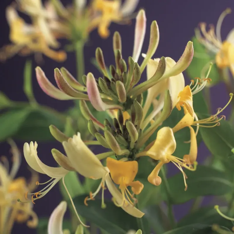 Kamperfoelie (Lonicera periclymenum) - Actie loopt bijna af