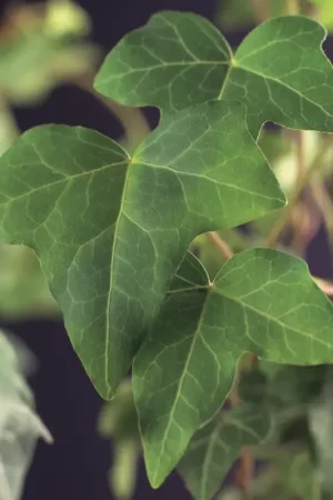 Aanbieding loopt bijna af - Kleinbladige Klimop kopen? Hedera helix met garantie en voordelig!