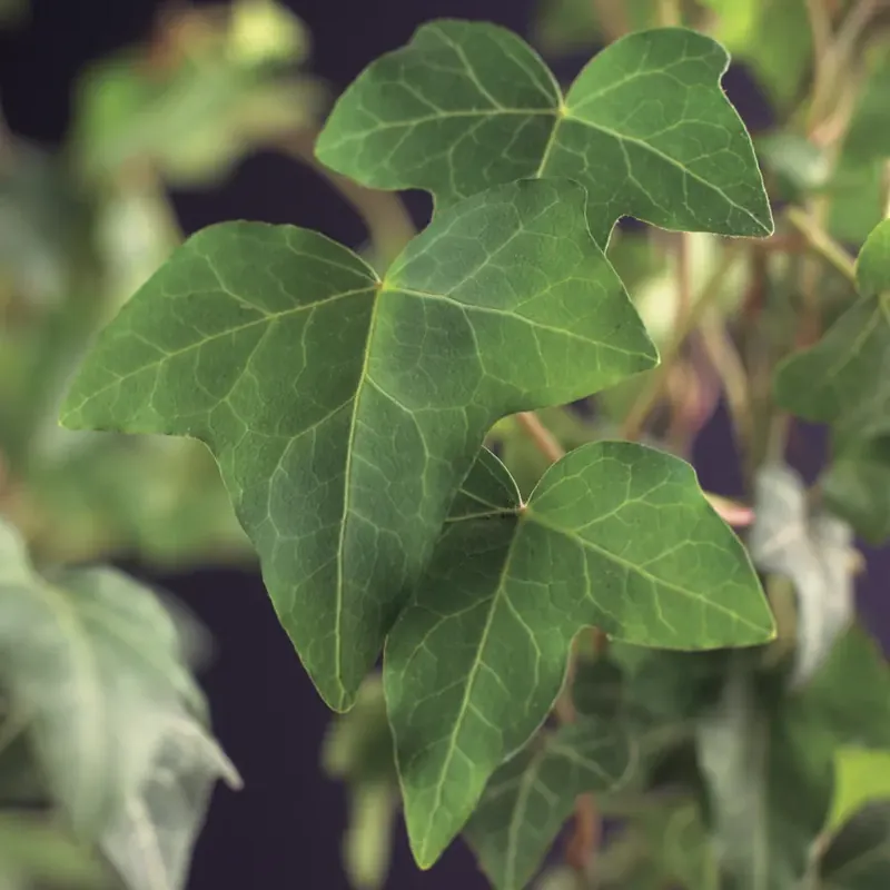 Aanbieding loopt bijna af - Kleinbladige Klimop kopen? Hedera helix met garantie en voordelig!