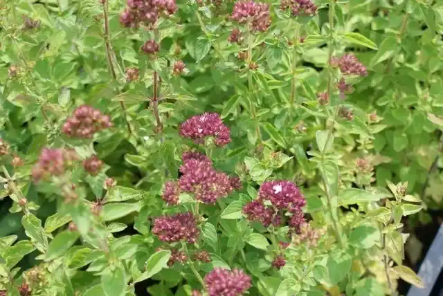 Erg populair - Wilde marjolein (Origanum vulgare) BIO