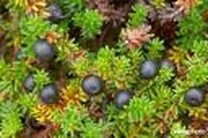 Rechtstreeks van de fabrikant | Kraaiheide (Empetrum nigrum)