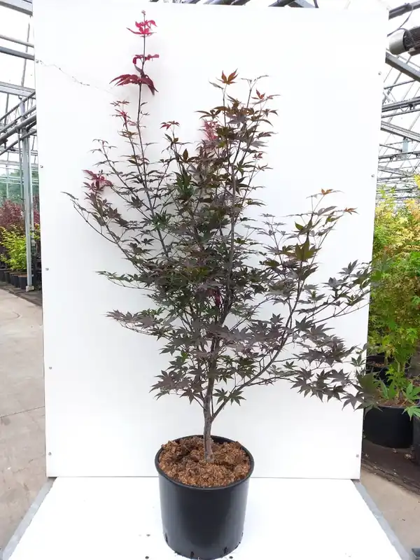 Japanse Esdoorn (Acer palmatum ‘Red Emperor‘ - Eenvoudig retourneren