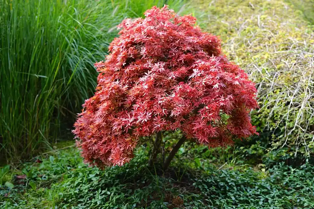 Premiumkwaliteit - Japanse Esdoorn (Acer palmatum ‘Pixie‘)