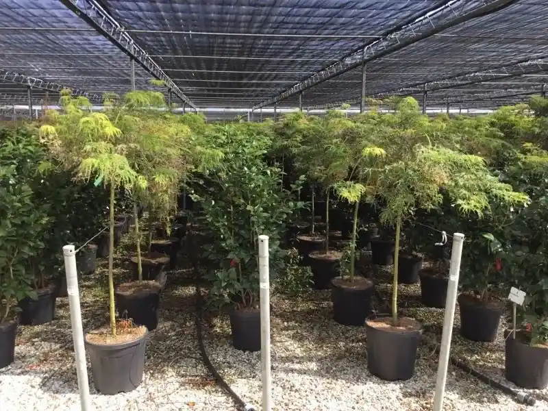 Japanse esdoorn op stam (Acer palmatum ‘Viridis‘) - Prijsverlaging