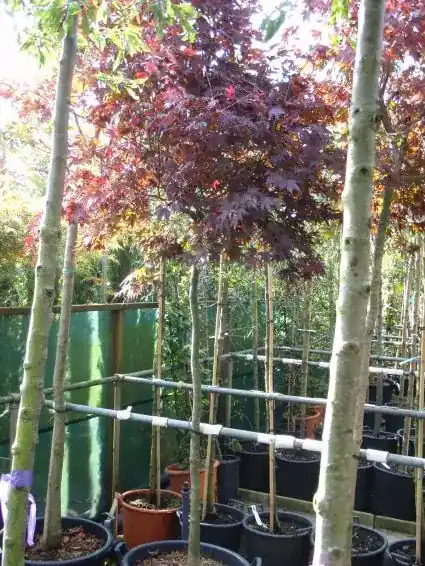 Japanse Esdoorn op stam (Acer palmatum ‘Fireglow‘) | Nieuw product