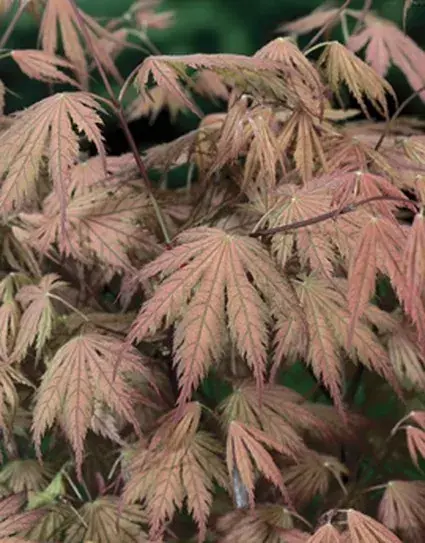 Japanse Esdoorn (Acer palmatum ‘Ariadne‘) - Scherpe prijs