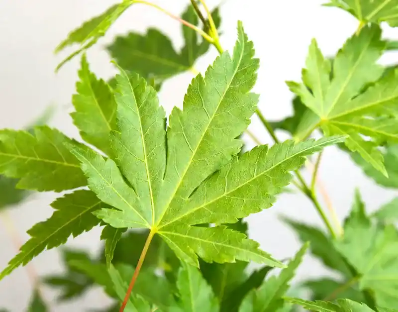 Japanse Esdoorn (Acer palmatum ‘Going Green‘) - Direct bestellen
